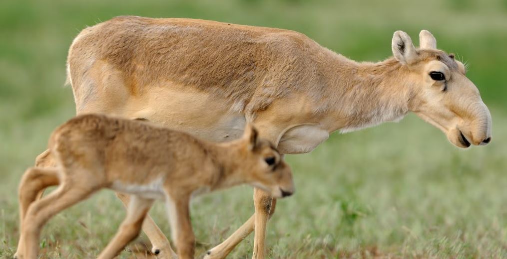 UN Meeting on Wildlife Trade Rules on Saiga, Striped Hyena