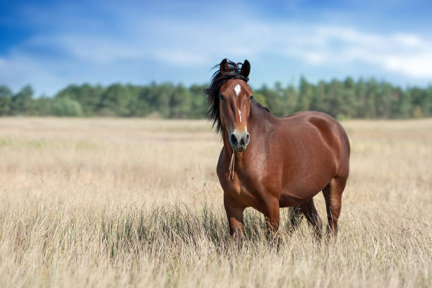 Kazakhstan’s Horse Breeding Institute Set to Be Fully Operational by 2026