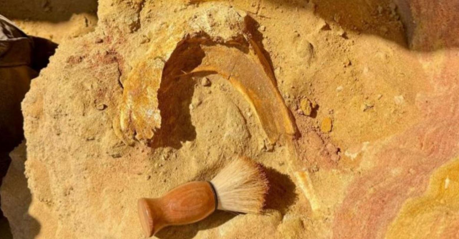 Dinosaur Skull Fragment Unearthed in Tajikistan Could Signal Discovery of New Species