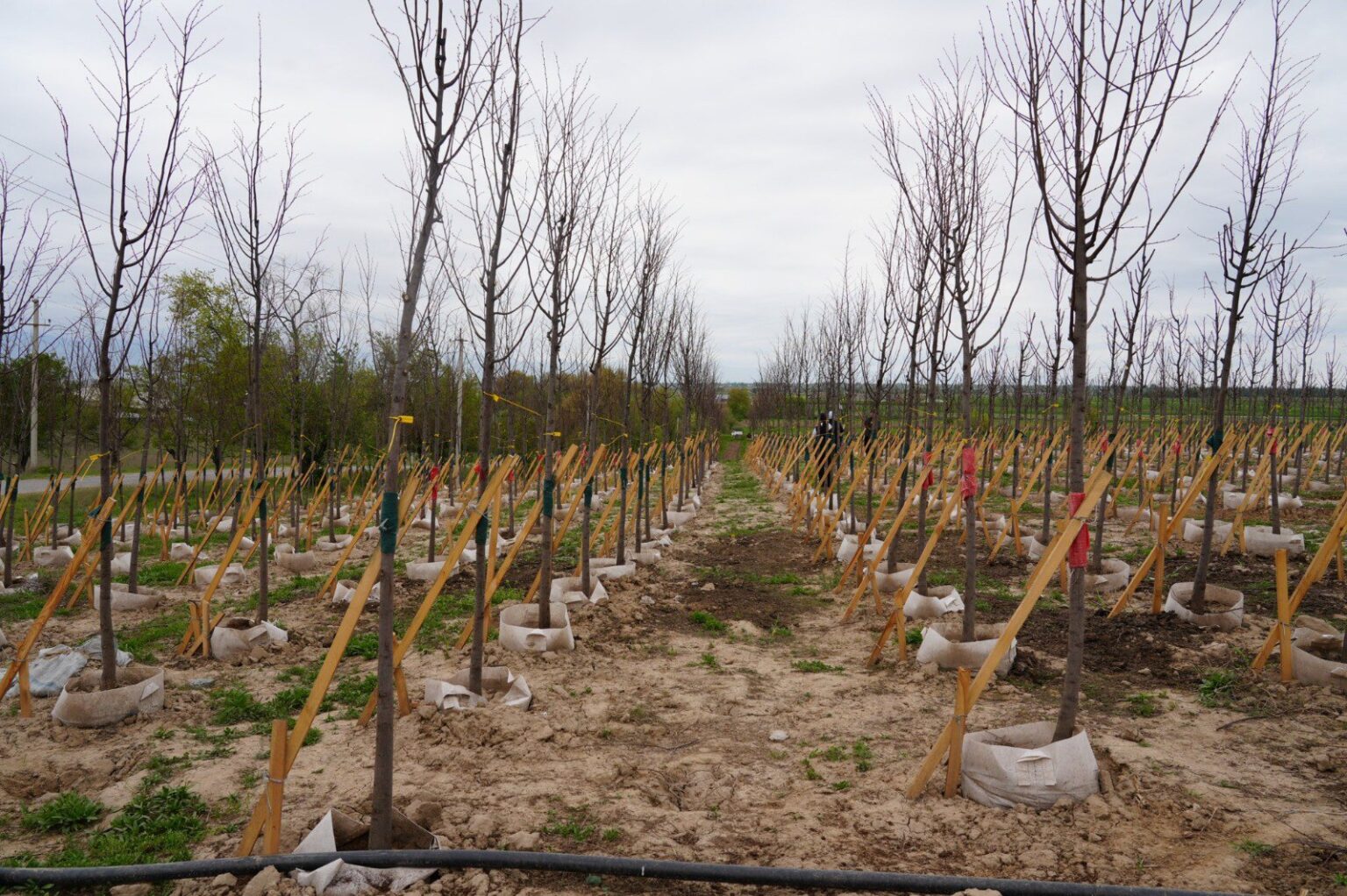 Kyrgyzstan to Launch State Nurseries as Part of National Afforestation Campaign