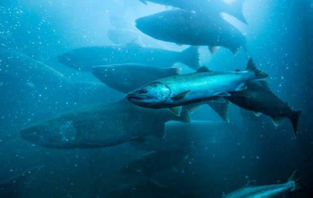 Mangistau Region Aims to Replace Up to 60% of Kazakhstan’s Salmon Imports