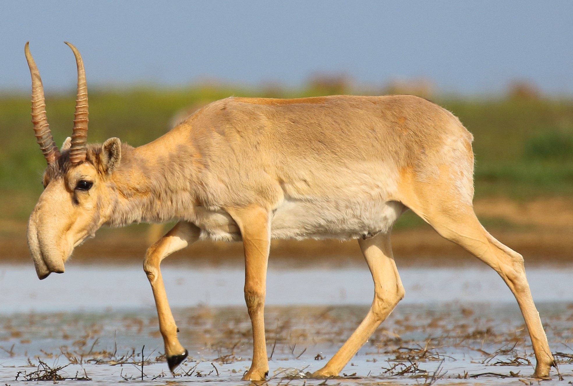 Kazakhstan’s Ecology Ministry Says Saiga Population May Surpass Five Million in 2026