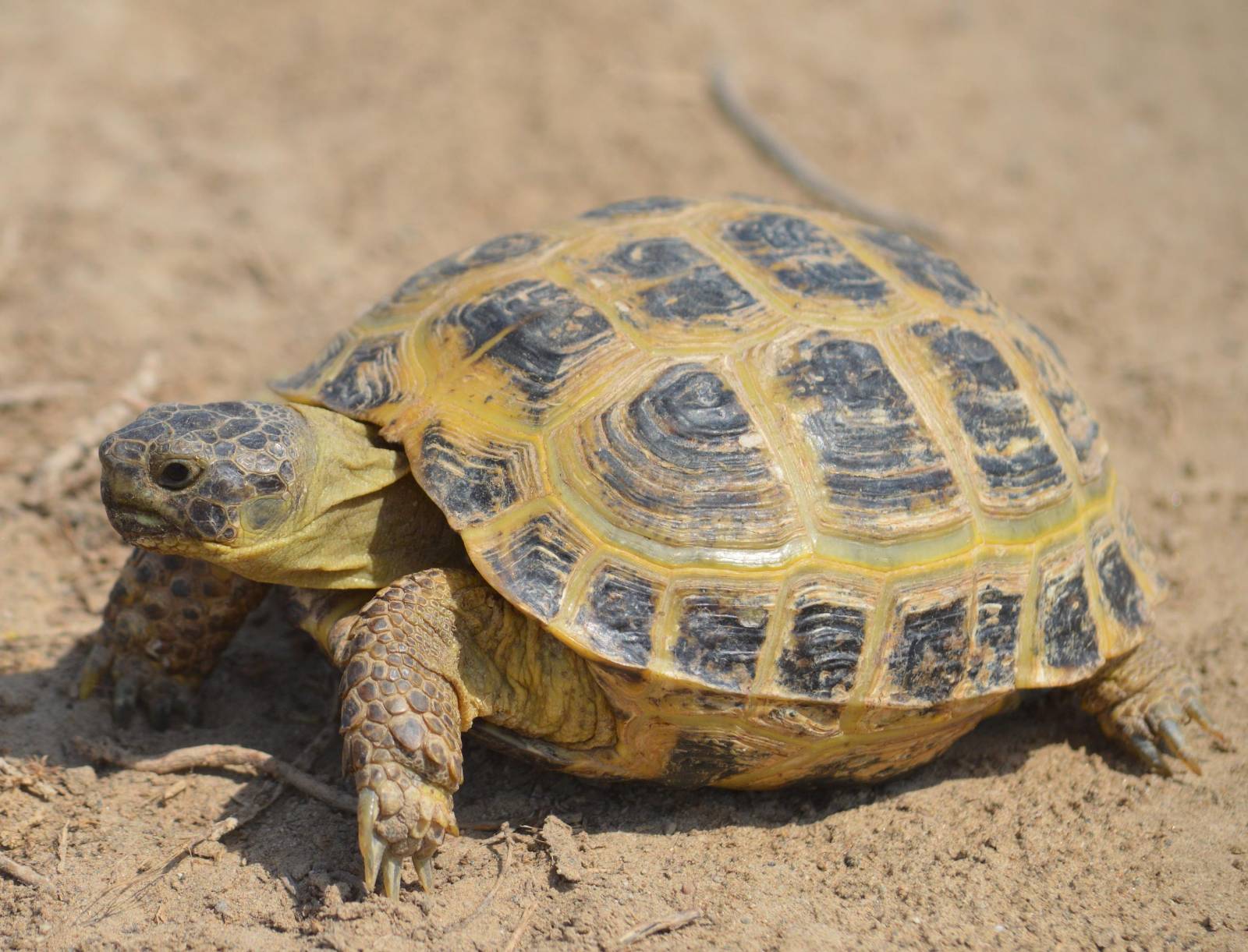 Kyrgyzstan Adopts Online Tools to Combat Illegal Wildlife Trade