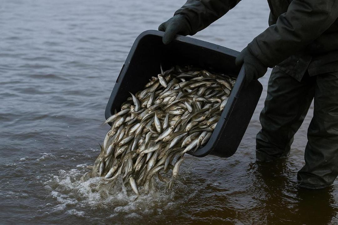 Kazakhstan Expands Aquaculture Support to Boost Fish Production