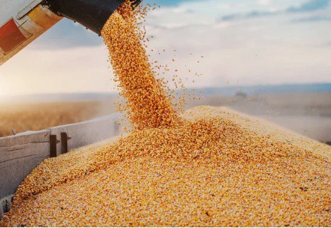 Kazakhstan to Increase Grain Processing Nearly Tenfold by 2028