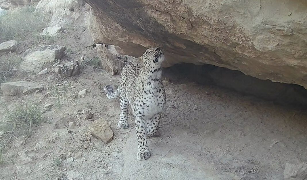 Up to Eighty Persian Leopards Now Roam Turkmenistan