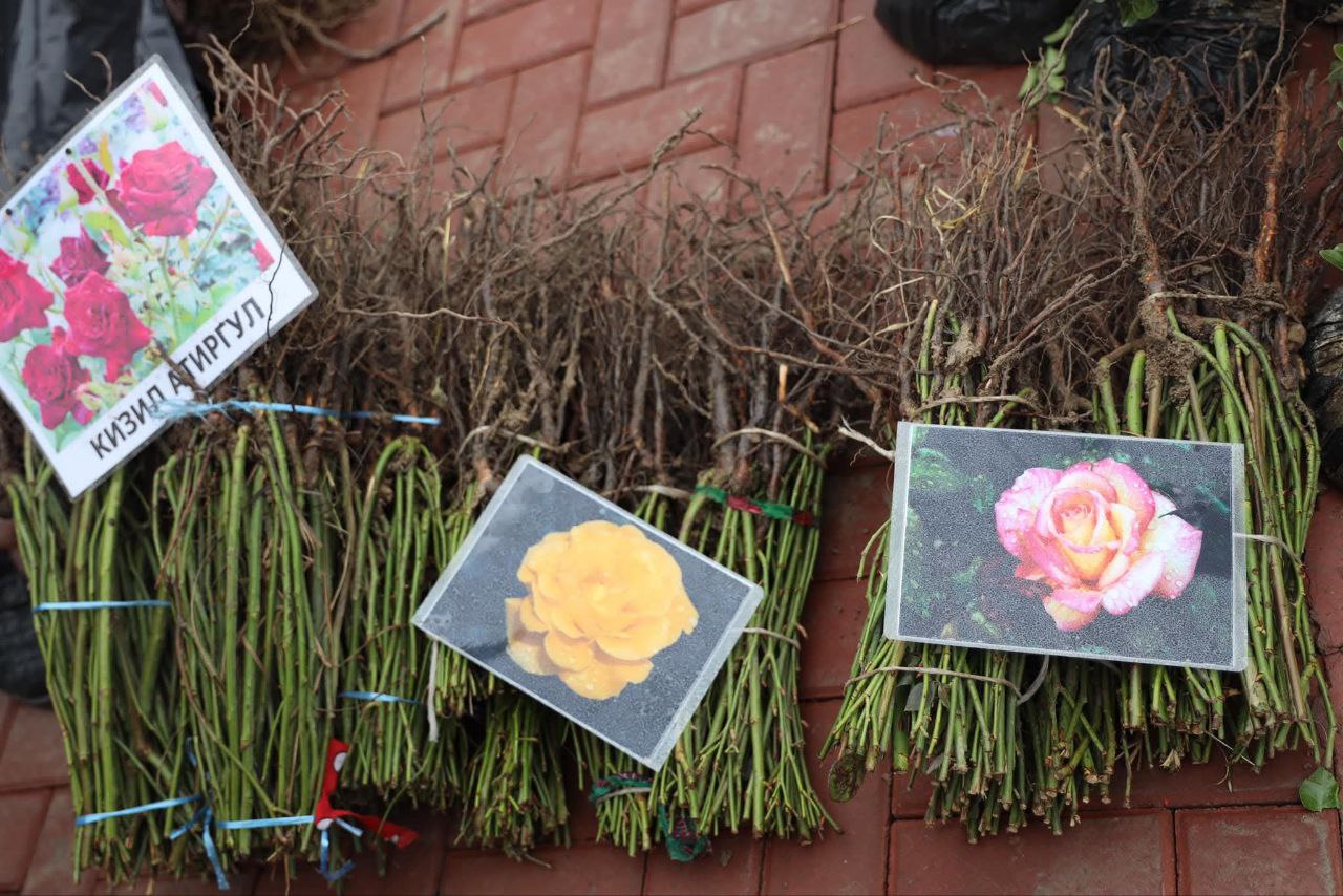 Kyrgyzstan Temporarily Bans Import of Fruit and Berry Seedlings from Non-EAEU Countries