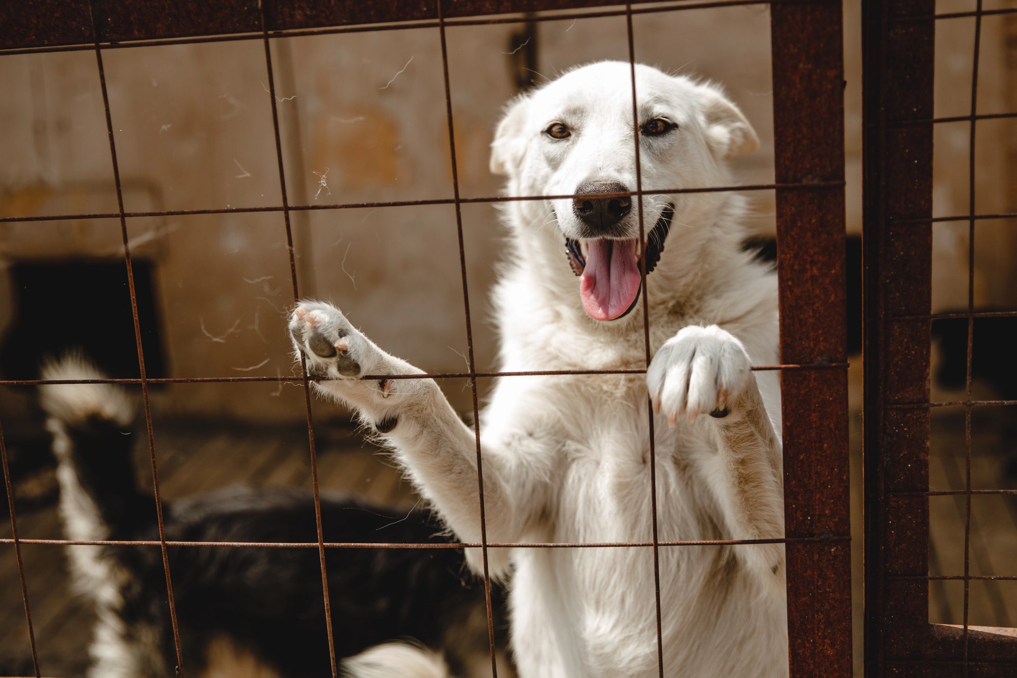 Uzbekistan Drafts New Law to Strengthen Animal Protection